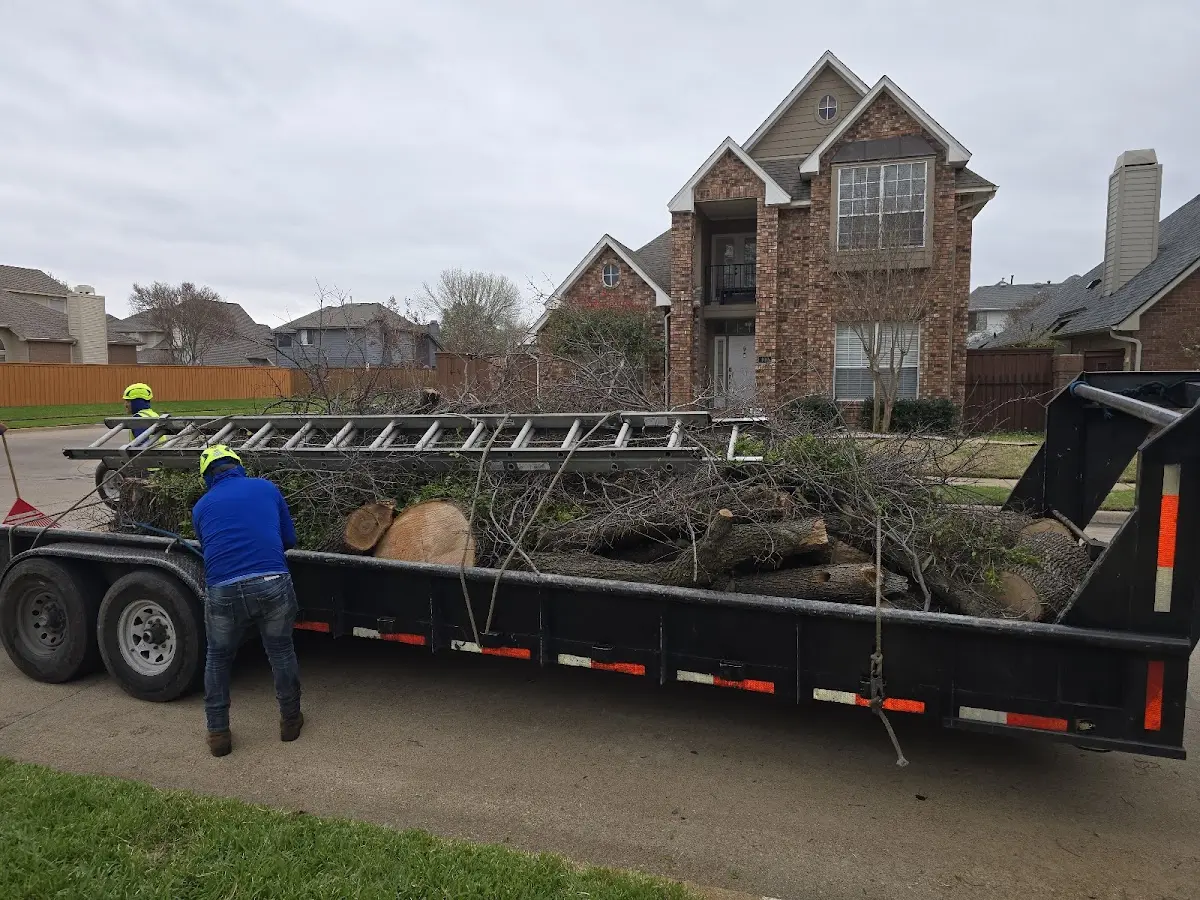 Expert Tree Removal with proper safety equipment in Bromide